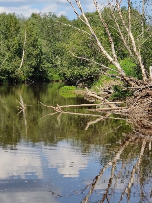 Ett lugnt vattendrag med spegelbilder av träd och himmel, omgivet av grönskande vegetation under en molnig himmel.