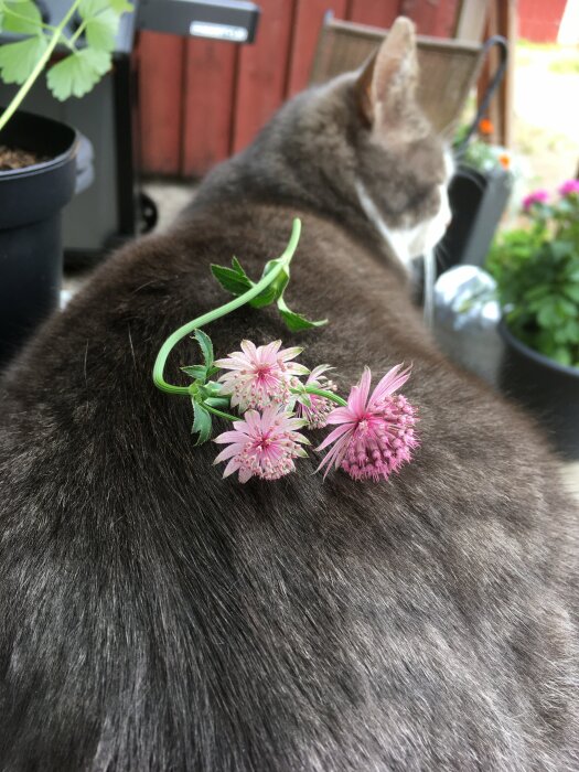 Grå katt sedd ovanifrån med rosa blommor på ryggen, förgrundsgröna växter, bakgrundsutemiljö med stolar.