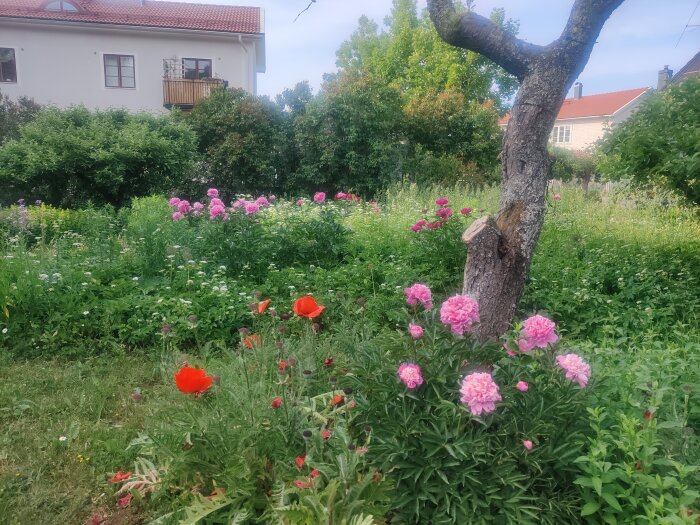 Trädgård med blommor, rosor, röda vallmor, grönt lövverk, trädstam, hus i bakgrunden, sommardag.