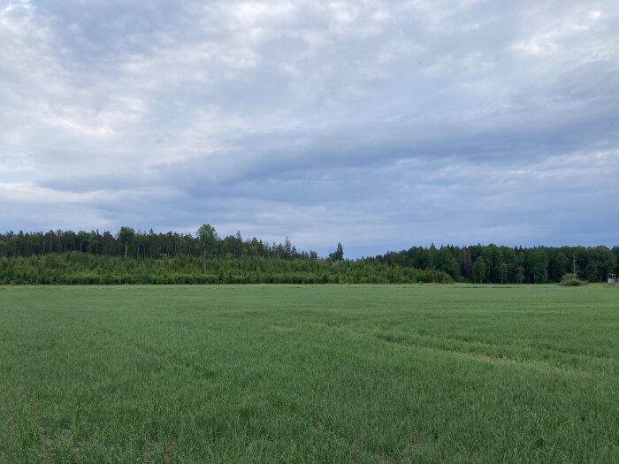 Ett grönt fält med skog i bakgrunden och molnig himmel ovanför.