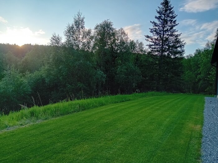 Gräsmatta, träd, kvällssol, huskant, grusgång, fridfullt, sommar, grönska, skogsbryn, landskap, natur, utomhus.