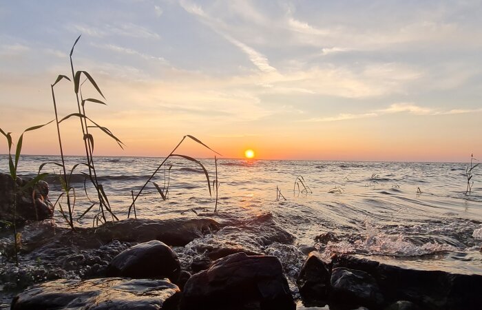 Solnedgång vid havet, silhuetter av vass, klippor i förgrunden, vågor, lugn och naturskön.