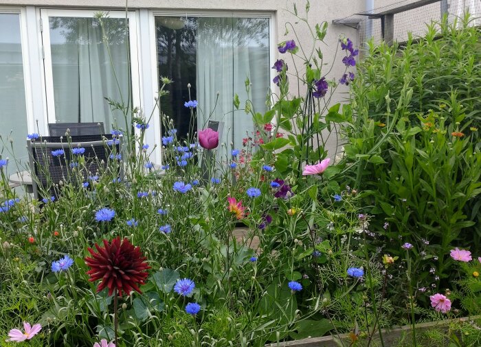 Vildvuxen trädgård med blandade blommor framför en modern byggnad och fönster. Färgglad och lummig atmosfär.