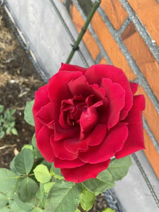 Närbild på en blommande röd ros med gröna blad och suddig bakgrund.