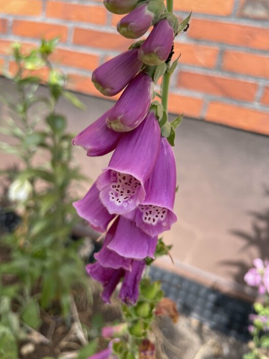 Lila fingerborgsblomma närbild, med oskarp tegelväggsbakgrund och gröna blad.