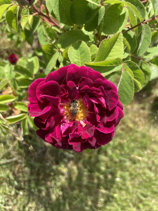 Färgstark rosa ros med en bi i mitten mot en grönskande bakgrund.