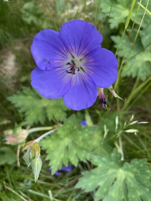 En stor lila blomma i närbild med gröna blad och gräs i bakgrunden.