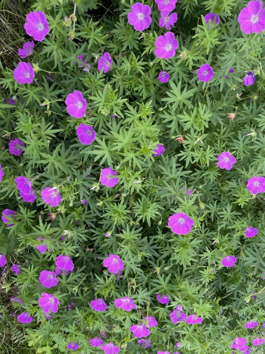 Lila blommor med gröna blad, verkar vara en trädgårdsrabatt, naturdagtid, färgrik flora.