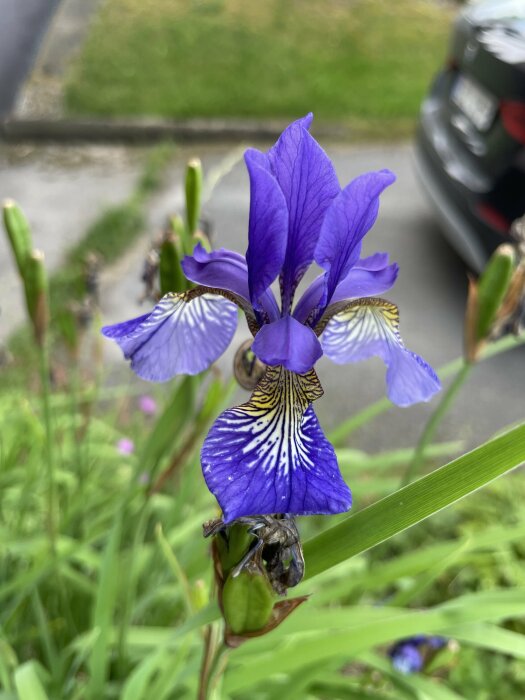 Närbild av lila irisblomma med gula mönster mot suddig bakgrund av gräs och parkerad bil.