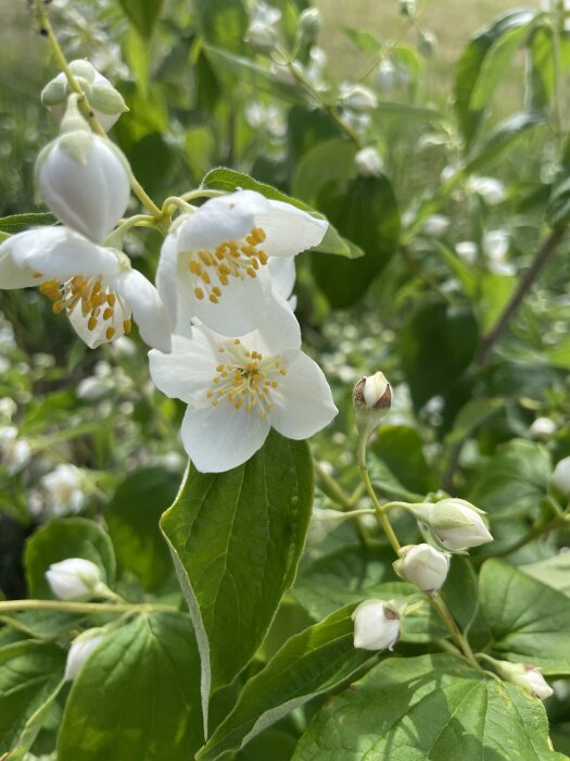 Vita blommor med gula ståndare, gröna blad och knoppar, i fokus, naturlig bakgrund.