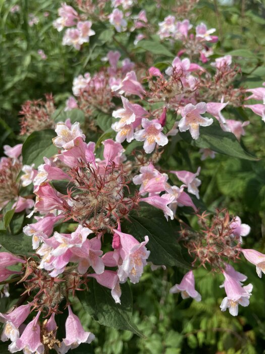 En närbild på blekrosa blommor med gröna blad, friska och vissna ståndare, i en naturlig miljö.