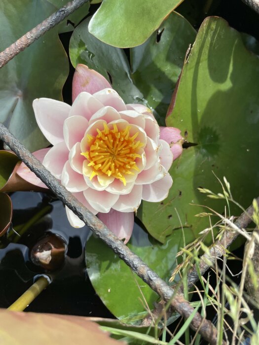 Näckros i damm, rosa kronblad, gröna löv, vatten, naturlig skönhet, reflektion, fredlig, trädgren framför.