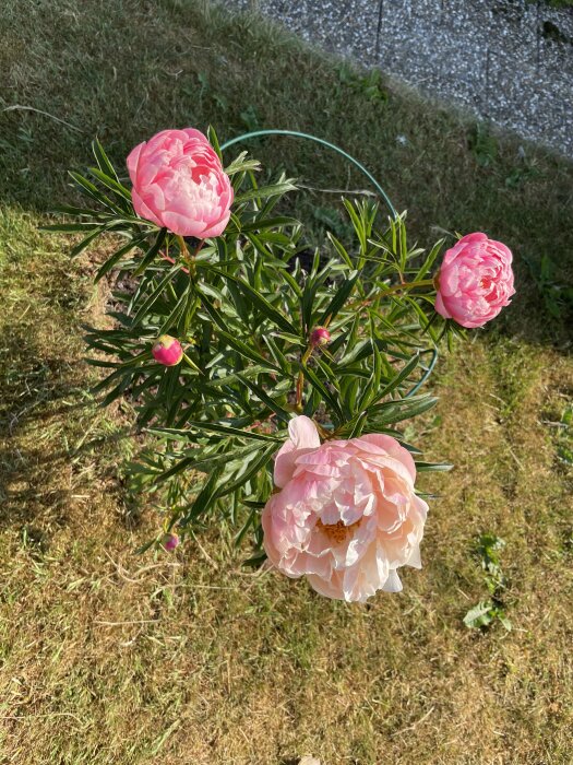 Rosa pionblommor i solljus, gröna blad, gulnar gräs, trädgårdslandskap.