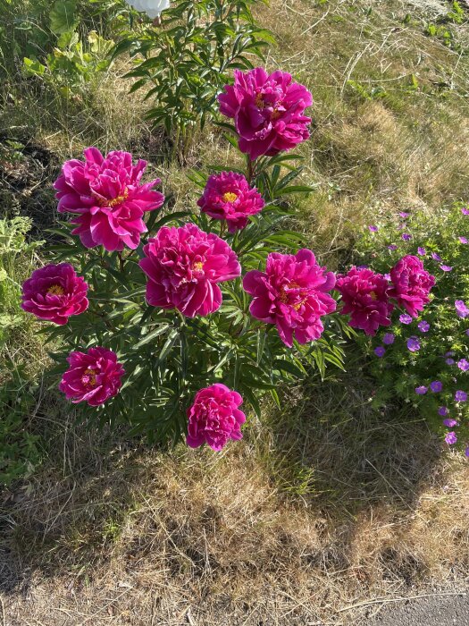 Stora rosa pionblommor i solljus med gröna blad och torrt gräs.