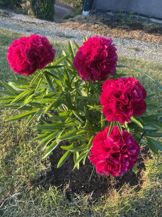 Tre stora röda pionblommor, gröna blad, planterade i trädgård, sommarsol.