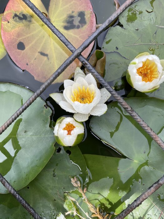 Näckrosor och blad i vatten, avdelade av svart metallgaller. Dagg eller regndroppar synliga på kronbladen.