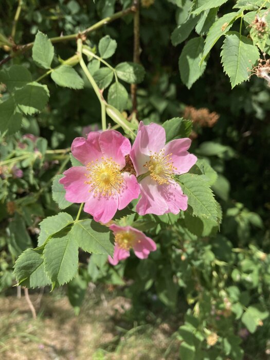 Rosa blommor med gula mitten, gröna blad, buskig bakgrund, solljus, naturlig skönhet, frisk växtlighet.