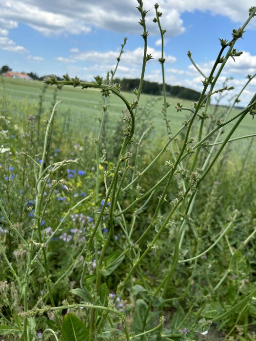 Sommaräng med gröna växter och blommor, blå himmel och lantlig bakgrund.