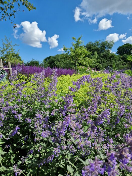 Blommande trädgård med lila och gula blommor under en solig himmel med några moln.