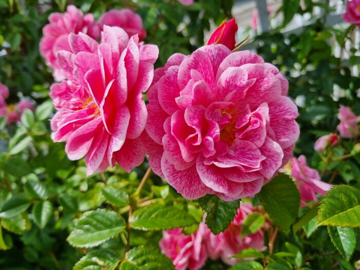 Rosa och vit marmorerade rosor omgivna av gröna blad, natur, trädgård, blomsterprakt, närbild.