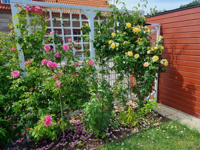 Trädgårdsparti med blomstrande rosor och klätterställning, röd skjulvägg, soligt, grönska, blommor på marken.