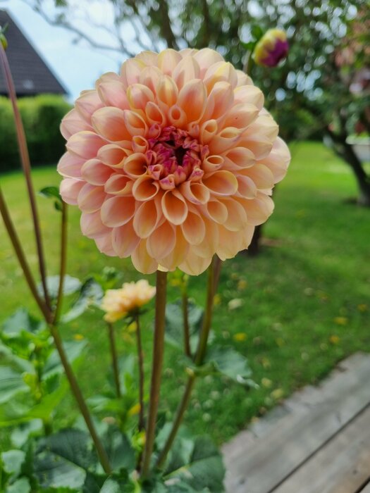 Närbild på en orange dahlia blomma med lager av kronblad, suddig grön bakgrund, utomhus dagtid.