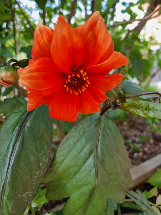 En orangefärgad blomma i fokus, med gröna blad, suddig bakgrund med lövverk.