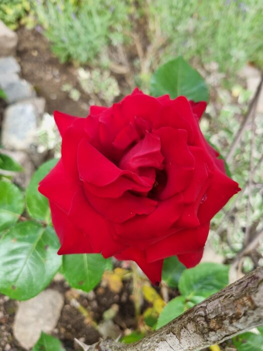 En närbild på en blommande röd ros med gröna blad och oskarp bakgrund.