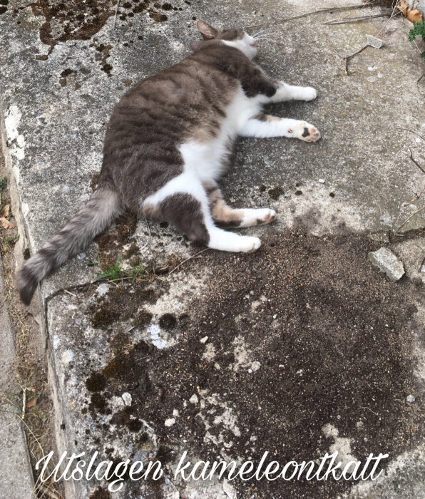 Katt ligger utsträckt på betong med texten "Utslagen kameleontkatt".