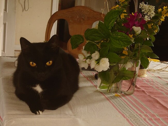 Svart katt ligger på bord med blommor i bakgrunden.