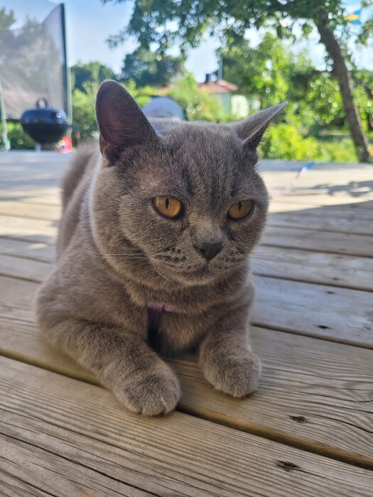 En brittisk korthårig katt ligger på en trätrall utomhus, med skarpa gula ögon och lugnt uttryck.