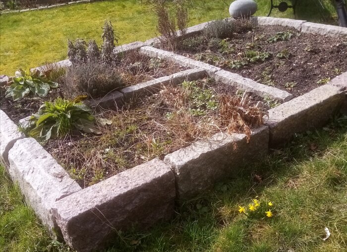 Trädgårdslåda med stenkanter, perenner, jord och första vårblommor, gräs i bakgrunden.