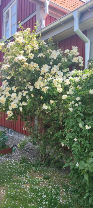 En lummig rosa klätterros blommar vid ett rött hus med vita fönster. Petalerna faller på gräset nedanför.