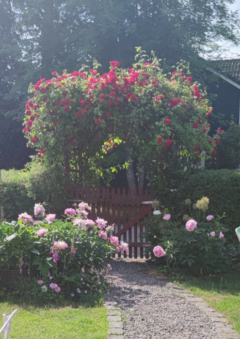 Trädgårdsgång med rosor, staket, grönska, sommar, stigbeläggning, blommande växter, trähus i bakgrunden.