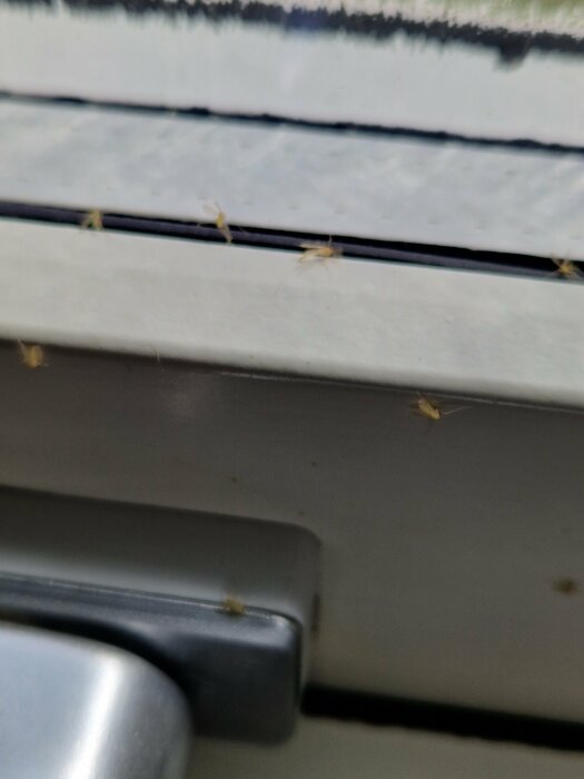 Insekter nära ett fönster, otydlig bakgrund, fokus på fönsterkarm och handtag.