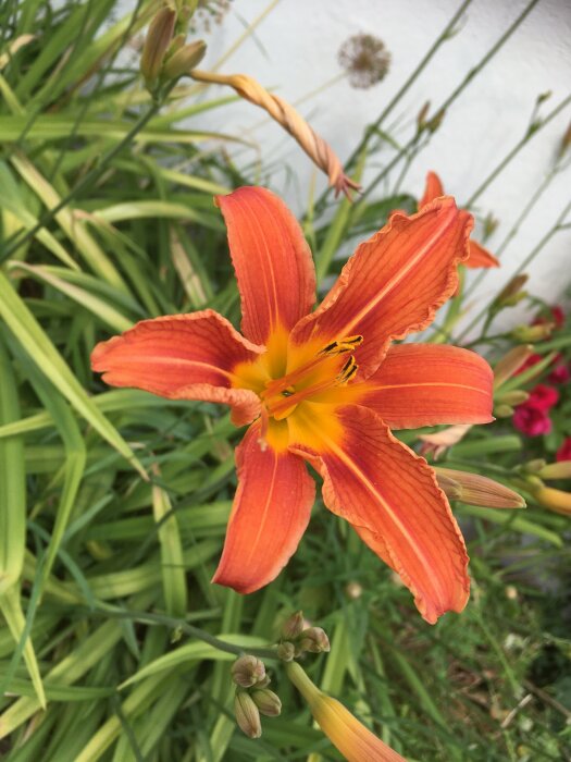 Orange daglilja i förgrunden med gröna blad, vita vägg, skuggor och andra blommor bakom.