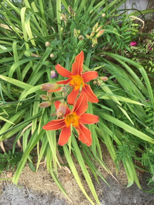 Orange daglilja i grönt bladverk, med knoppar, utomhus i dagsljus.