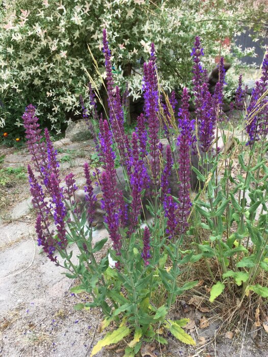 Blommande lila salvia med gröna blad mot en bakgrund av vitblommande buske och otydlig grå katt.