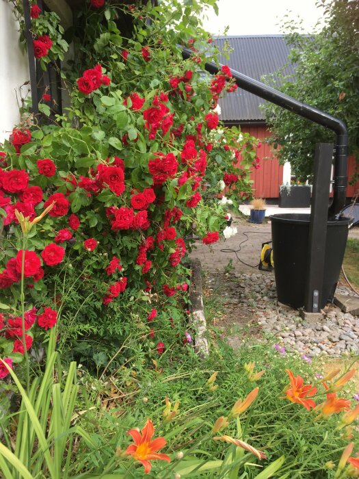 Trädgård med röda klätterrosor, gröna buskar, stenstig, svart stuprör, blommor i förgrunden.