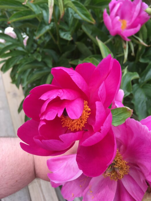 Närbild av fuchsiafärgade pionblommor med gula ståndare, gröna blad i bakgrunden, och en person håller i en blomma.