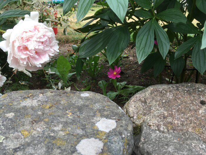 En rosa pion och en lila blomma bakom mossiga stenar i en trädgård.