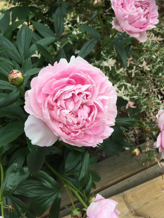 Rosa pioner i full blom med knoppar och grönt bladverk, utomhus.