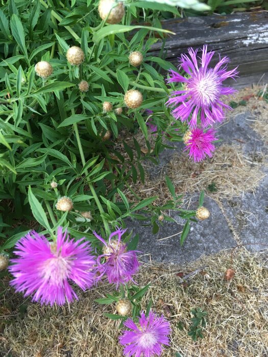 Lila blommor och knoppar, gröna blad, träkanter, grå sten, gulnande gräs.