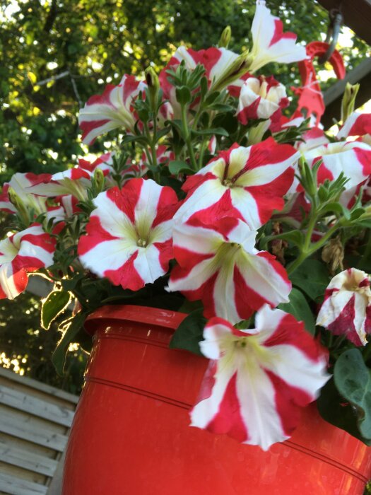 Rödvit stjärnformad petunia i röd kruka, gröna blad, utomhus med träd i bakgrunden.