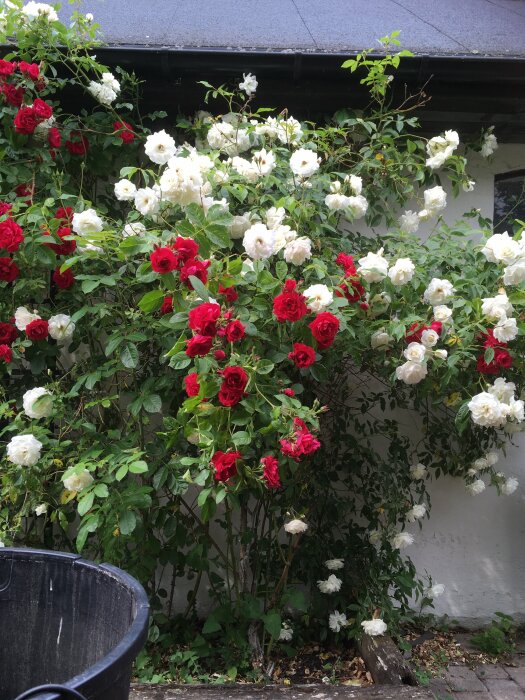 Rosbuske med röda och vita blommor framför vit vägg, svart hink i förgrunden, gröna blad, utomhus.