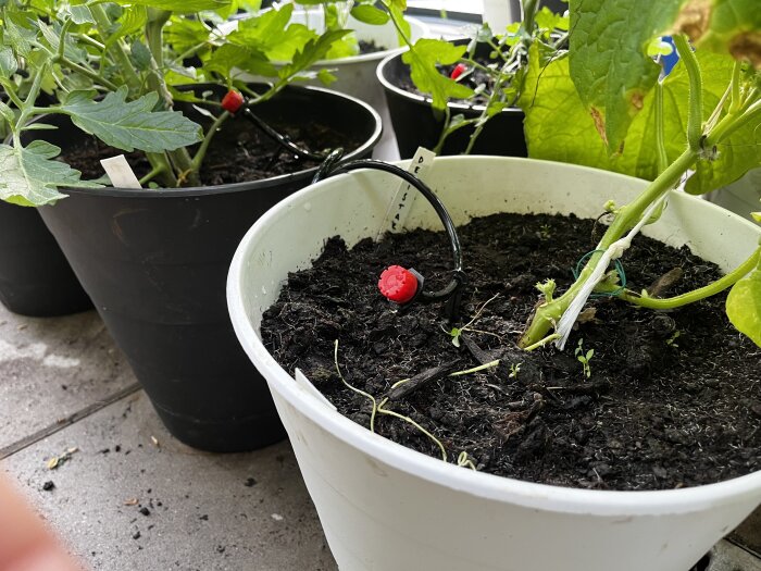 Krukväxter på balkong, jord, tomater, gröna blad, vit och svarta krukor, stödstång, röd dekorationskula.