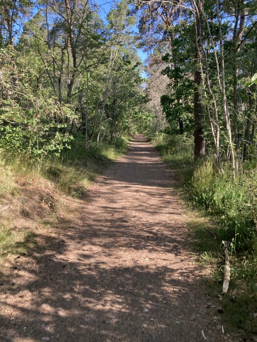 Skogsstig, gröna träd, solsken, skuggor, natur, friluftsliv, dagtid, ingen person, lugn, promenadväg.