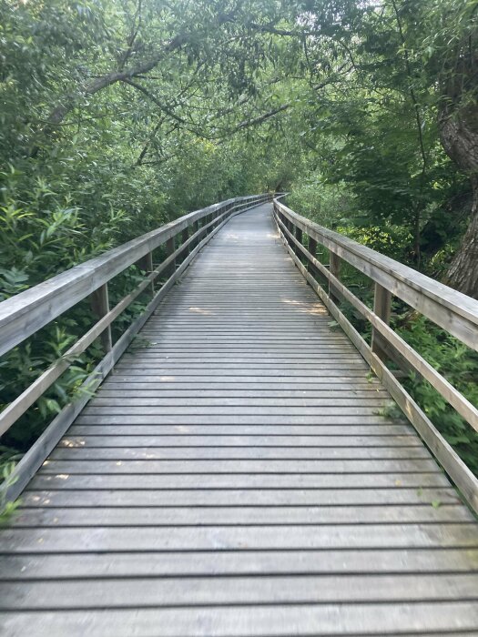 Träbro genom grönskande skog, sommar, dagtid, naturstig, ej människor synliga.