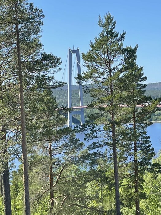 Bro synlig mellan träd, vatten i bakgrunden, klar himmel, sommar, dagsljus.