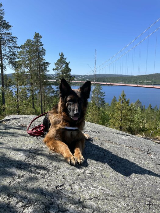 Tysk herdehund sitter på klippa framför en hängbro, skog och blå himmel.